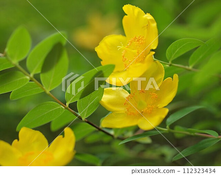 柳樹花的特寫 112323434