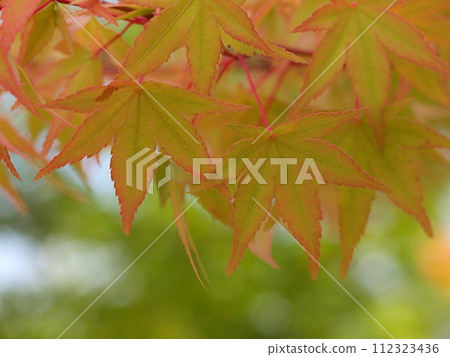 Image of young maple leaves 112323436