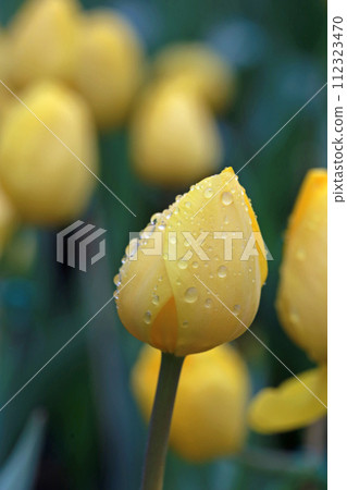在下雨天拍攝花園裡沾著雨水的黃色鬱金香 在下雨天拍攝花園裡沾著雨水的黃色鬱金香 112323470