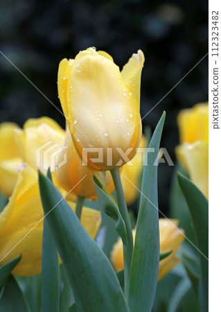 Photography of yellow tulips stained by rain in the garden on a rainy day Photography of yellow tulips stained by rain in the garden on a rainy day 112323482