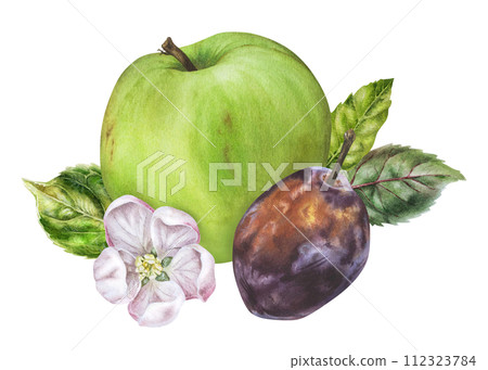 Apple and Plum Watercolor illustration. Hand drawn Fruits with flowers and leaves on isolated background. Botanical clip art painting. Plant drawing for nature print and food packaging design Apple and Plum Watercolor illustration. Hand drawn Fruits with flowers and leaves on isolated background. Botanical clip art painting. Plant drawing for nature print and food packaging design 112323784