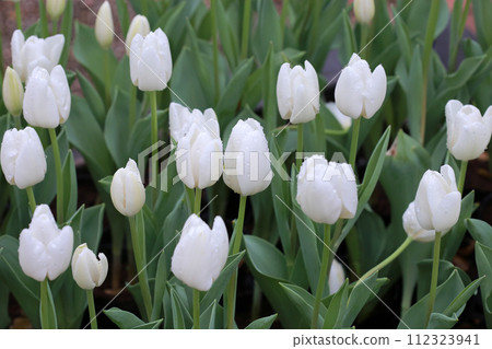 Photographing white tulips stained by rain in the garden on a rainy day 112323941