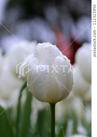 Photographing white tulips stained by rain in the garden on a rainy day Photographing white tulips stained by rain in the garden on a rainy day 112323950