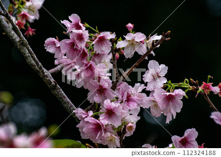 櫻花 櫻花 112324188