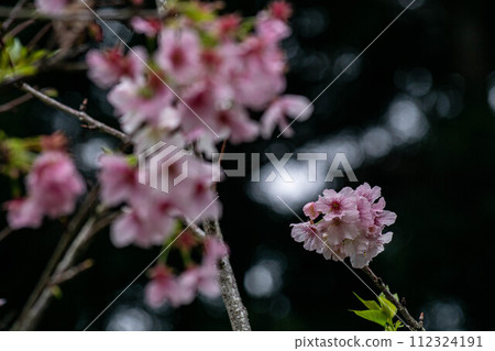 櫻花 櫻花 112324191
