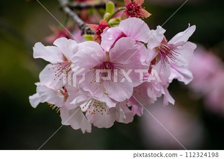 櫻花 112324198