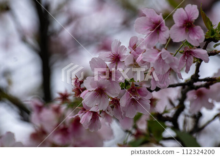 Cherry blossoms Cherry blossoms 112324200