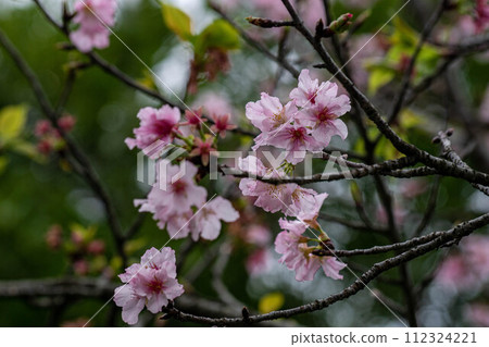 櫻花 櫻花 112324221