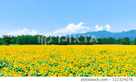 Tsunan sunflower open space 112324276