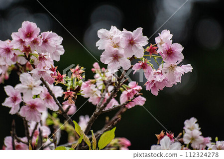 Cherry blossoms  112324278