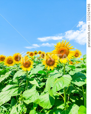 向日葵（津南向日葵廣場） 112324456