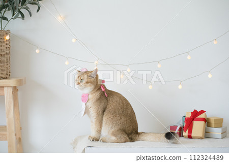 international cat day concept with gold british cat play happy and fun with birthday party decoration 112324489