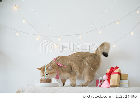 international cat day concept with gold british cat eat food on table with birthday party decoration background 112324490