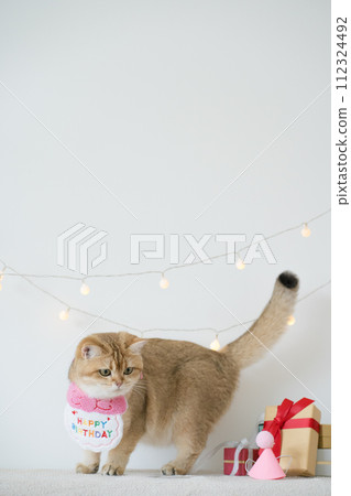 international cat day concept with gold british cat eat food on table with birthday party decoration background 112324492