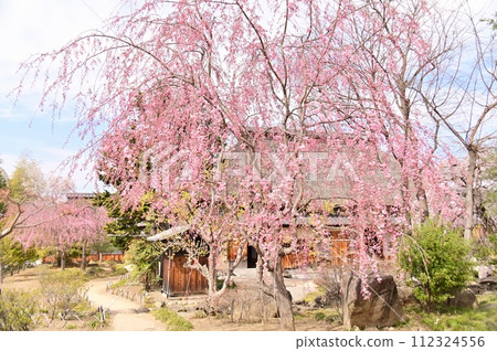 春天的樋口家住宅的日本花園 112324556