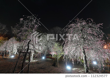 府中鄉土博物館的梅林彩燈 112324577