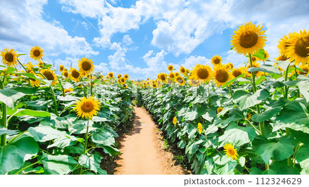 向日葵（津南向日葵廣場） 112324629