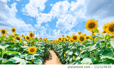 向日葵（津南向日葵廣場） 112324630