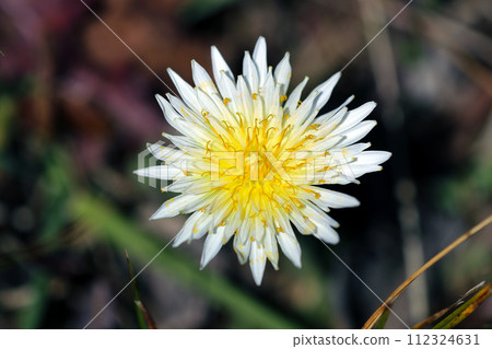 白蒲公英,原產於日本(自然光+閃光燈,微距特寫攝影) 白蒲公英,原產於日本(自然光+閃光燈,微距特寫攝影) 112324631