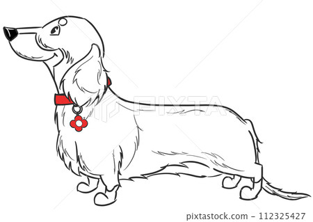 long-haired dachshund with a red collar long-haired dachshund with a red collar 112325427