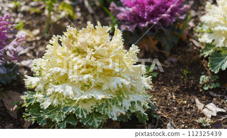 葉牡丹/荷花丹 葉牡丹/荷花丹 112325439