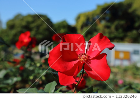 荒尾市少女公民花壇玫瑰花， 112326246