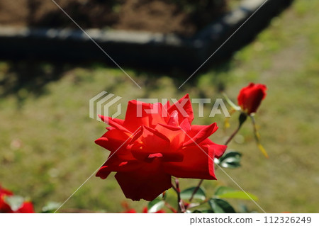 荒尾市少女公民花壇玫瑰花， 112326249