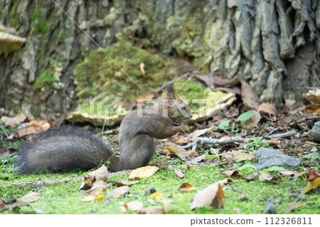 一隻松鼠在落葉上玩耍 112326811