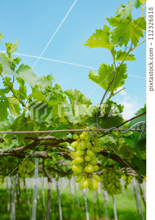 grapes on a vineyard 112326818