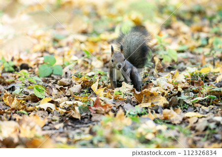 一隻松鼠在落葉上玩耍 112326834