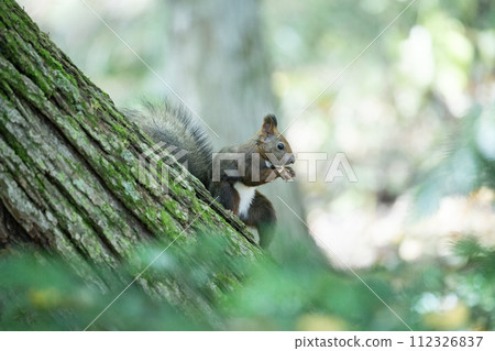 一隻松鼠在落葉上玩耍 一隻松鼠在落葉上玩耍 112326837