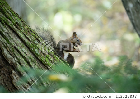 一隻松鼠在落葉上玩耍 112326838