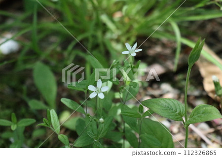 Oyamafusuma 可愛的白花 Oyamafusuma 可愛的白花 112326865