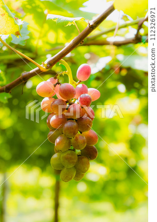 bunch of grapes on vine bunch of grapes on vine 112326971