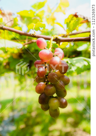 ripe grapes on a vineyard 112326973