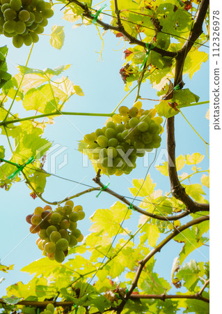 green grapes on a vineyard in the vineyard green grapes on a vineyard in the vineyard 112326978