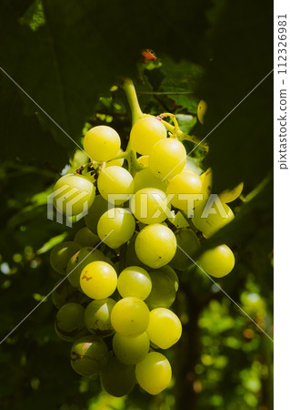 green grapes on branch green grapes on branch 112326981