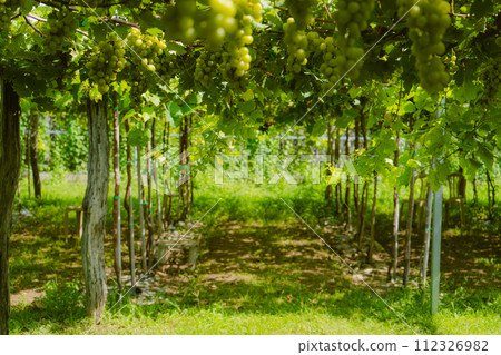 rows of grapes in the vineyard rows of grapes in the vineyard 112326982