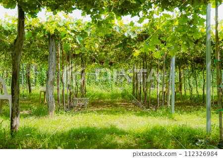 vineyard in the spring 112326984