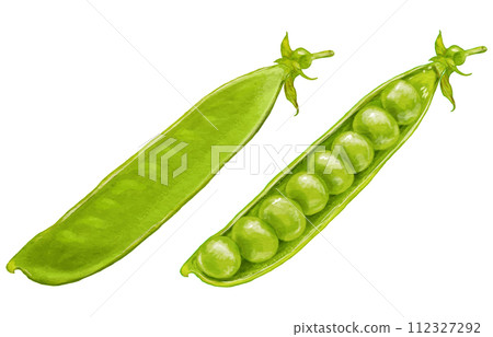 現實的荷蘭豆和豌豆(豌豆) 現實的荷蘭豆和豌豆(豌豆) 112327292