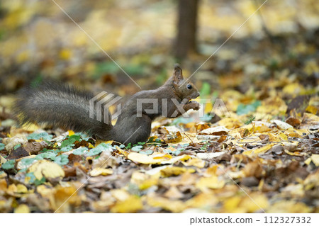 一隻松鼠在落葉上玩耍 一隻松鼠在落葉上玩耍 112327332