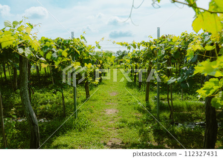 rows of grapes in the vineyard rows of grapes in the vineyard 112327431