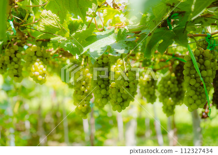 red grapes in the vineyard red grapes in the vineyard 112327434
