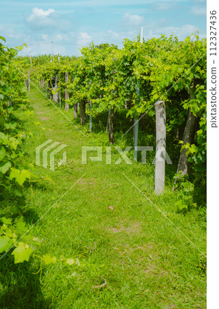 vineyard in spring vineyard in spring 112327436