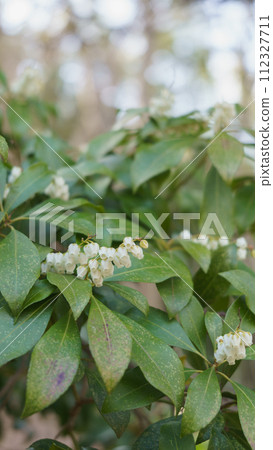 阿塞比花 112327711