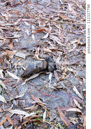 Dog poop on the ground on leaves 112327796