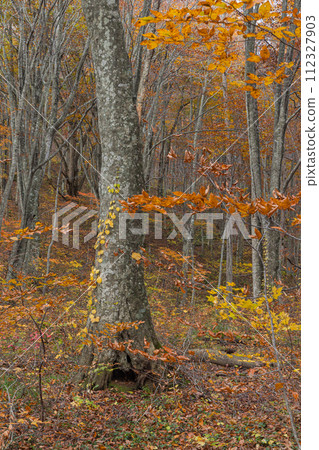 Autumn leaves at Tsuta Wild Bird Forest in Tsuta Nananuma, Konuma District, Okuse Tsutanoyu, Towada City, Aomori Prefecture, Japan Autumn leaves at Tsuta Wild Bird Forest in Tsuta Nananuma, Konuma District, Okuse Tsutanoyu, Towada City, Aomori Prefecture, Japan 112327903