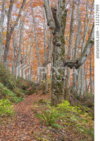 Autumn leaves at Tsuta Wild Bird Forest in Tsuta Nananuma, Konuma District, Okuse Tsutanoyu, Towada City, Aomori Prefecture, Japan 112327909