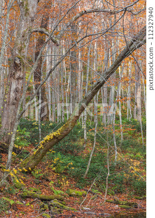 日本青森郡十和田市奧瀨蔦之湯小沼郡蔦七沼的蔦野鳥森林的秋葉 112327940