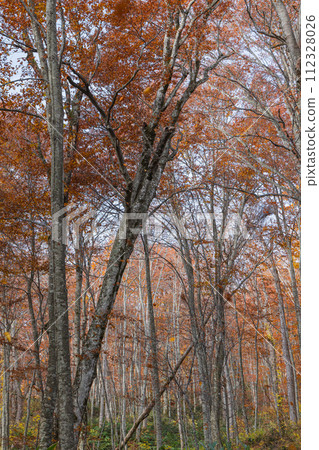 日本青森郡十和田市奧瀨蔦之湯小沼郡蔦七沼的蔦野鳥森林的秋葉 日本青森郡十和田市奧瀨蔦之湯小沼郡蔦七沼的蔦野鳥森林的秋葉 112328026